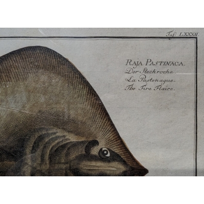 Gravure "Raja Pastinaca" par KRÜGER Jun.