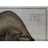 Gravure "Raja Pastinaca" par KRÜGER Jun.