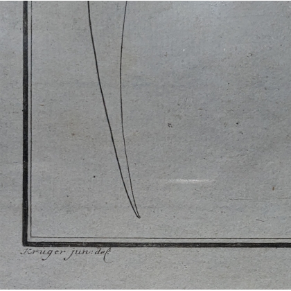 Gravure "Raja Pastinaca" par KRÜGER Jun.