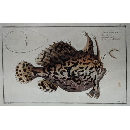Gravure "Lophius Histrio" par KRÜGER Jun.