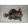 Gravure "Lophius Histrio" par KRÜGER Jun.