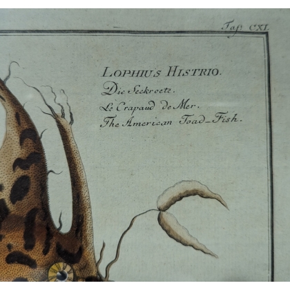 Gravure "Lophius Histrio" par KRÜGER Jun.