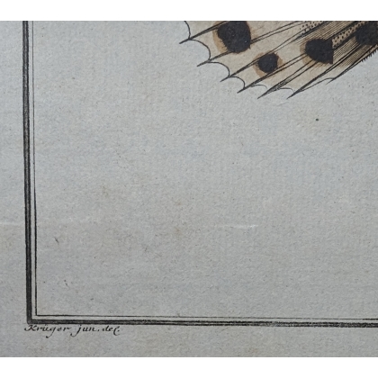 Gravure "Lophius Histrio" par KRÜGER Jun.