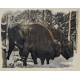 Gravure "Couple de bisons" signé Robert HAINARD