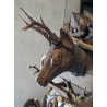 Porte-manteau \"Tête de chamois\"
