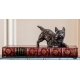 Presse-papier Terrier écossais sur un livre rouge