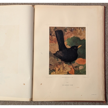 Livre \"Les oiseaux dans la nature\" par Rambert