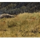 Aquarelle "La Forclaz", signée A. AUBERT