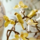 Coupe ronde en porcelaine jaune
