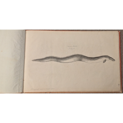Livre \"15 planches poissons\" par ESCUYER
