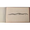 Livre \"15 planches poissons\" par ESCUYER