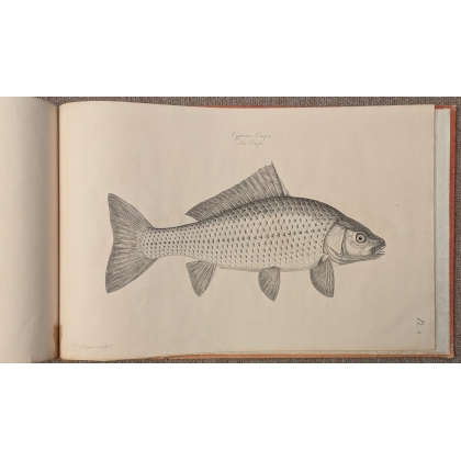 Livre \"15 planches poissons\" par ESCUYER