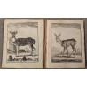 Livre \"104 planches animaux\"