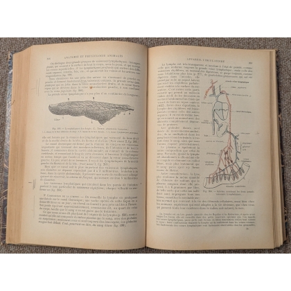 Livre "Anatomie et physiologie animales" par Pizon