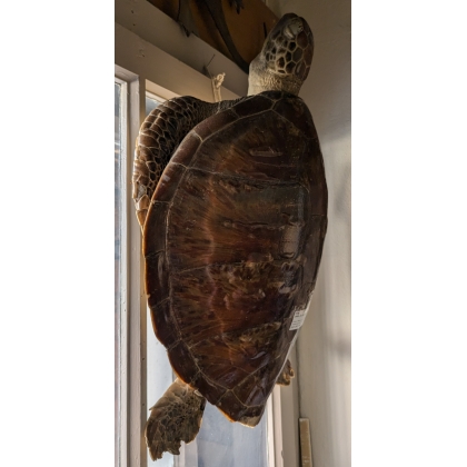 Tortue de mer naturalisée