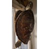 Tortue de mer naturalisée