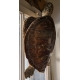 Tortue de mer naturalisée