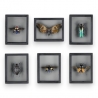 Collection de 6 cadres Insectes