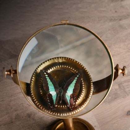 Entomologist’s Magnifying Glass