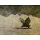 Gravure "La pipistrelle boit" signée HAINARD