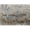 Gravure "Cerfs axis" signé HAINARD