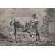 Gravure "Cheval" par J D HUBER