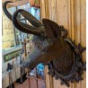 Tête de chamois en bois sculpté de Brienz