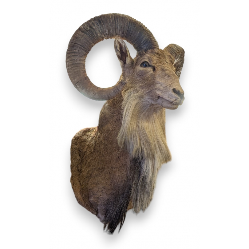 Hunting trophy: Mouflon head