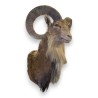 Hunting trophy: Mouflon head
