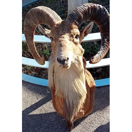Hunting trophy: Mouflon head