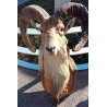 Hunting trophy: Mouflon head