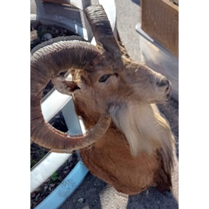 Hunting trophy: Mouflon head