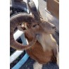 Hunting trophy: Mouflon head