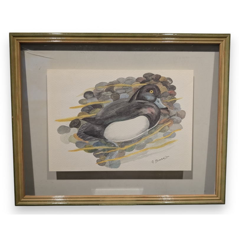 Lithograph: ‘Tufted Duck’