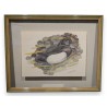 Lithograph: ‘Tufted Duck’