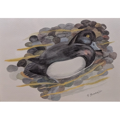 Lithograph: ‘Tufted Duck’