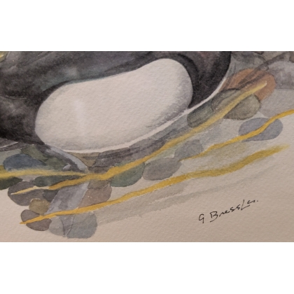 Lithograph: ‘Tufted Duck’