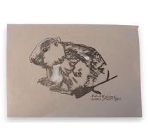Gravure "Petite marmotte" de Robert HAINARD