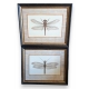 Paire de tirages de gravures "Libellules"