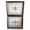 Paire de tirages de gravures "Libellules"