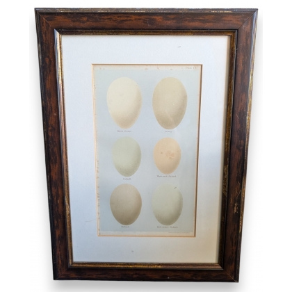 Gravure "6 oeufs"