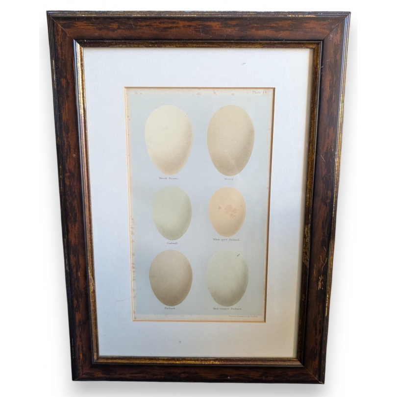 Engraving ‘6 eggs’