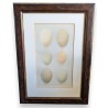 Engraving ‘6 eggs’