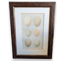 Gravure "6 oeufs"