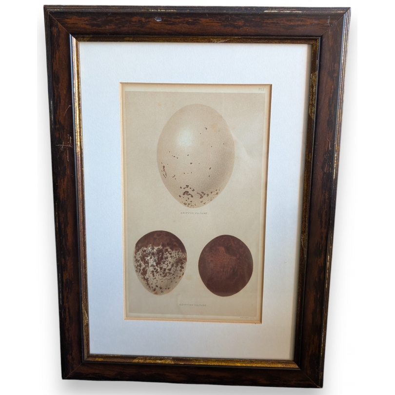 Engraving: ‘3 eggs’
