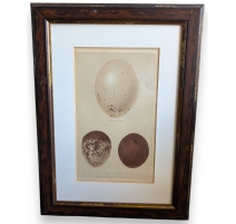 Gravure "3 oeufs"