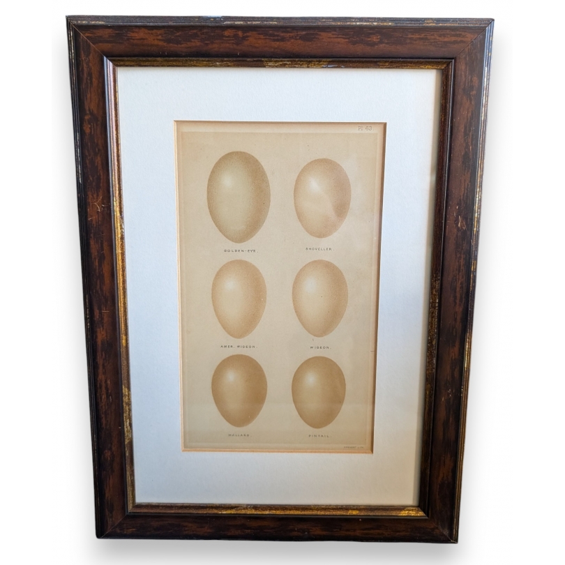 Gravure "6 oeufs"