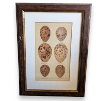 Gravure "6 oeufs"