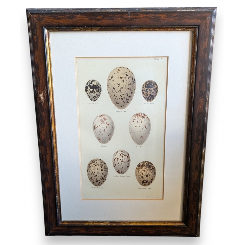 Engraving ‘8 eggs’