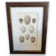 Gravure "8 oeufs"